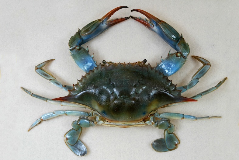 Image of Callinectes sapidus